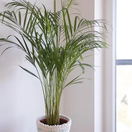 Revalia Vektor Fantastic View Tallinn